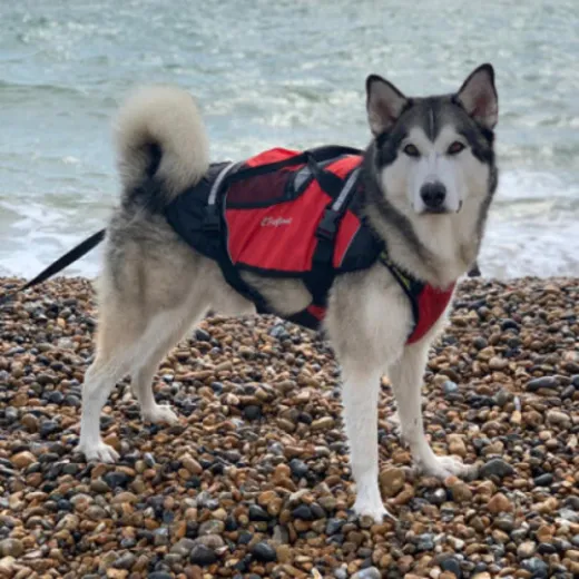 Crewsaver Crewsaver Hundeweste Größe L 2370-L