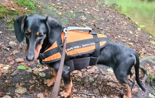 Hundeschwimmhilfe 40-60kg Orange