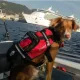 Crewsaver Crewsaver Hundeweste Größe S 2370-S