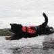 Crewsaver Crewsaver Hundeweste Größe S 2370-S