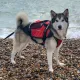 Crewsaver Crewsaver Hundeweste Größe XS 2370-XS