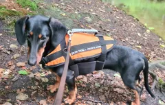 Hundeschwimmhilfe 15-40kg Orange